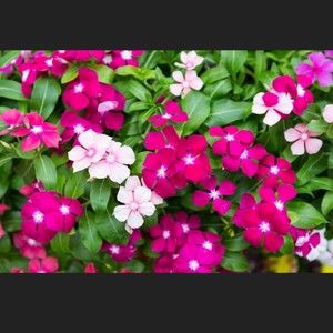 Meet your Posher, Kitty